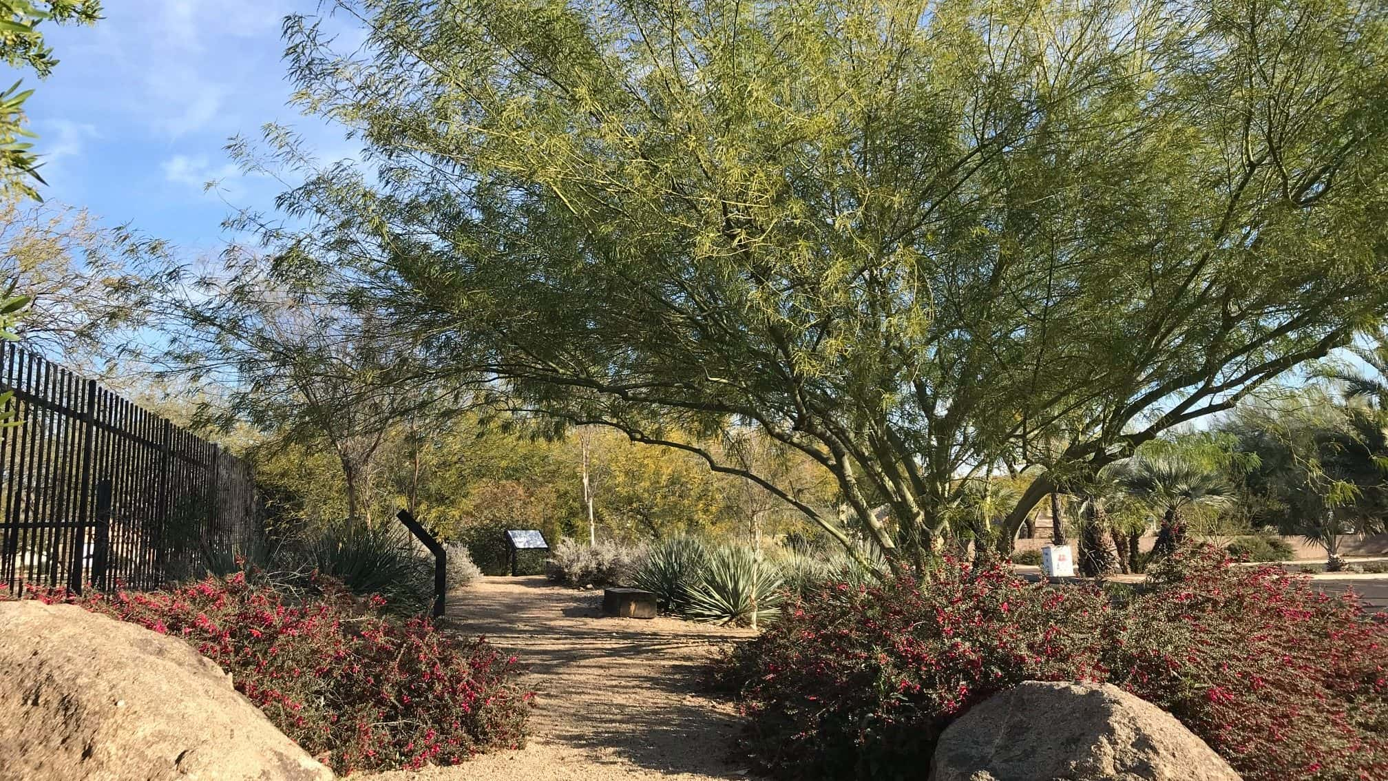 Mesa, Arizona Offers Generous Incentives for Residents to Replace Lawns with Low-Maintenance Plants Amid Drought