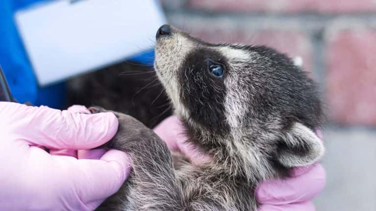 Maine lady brings little raccoon to Petco for nail trimming