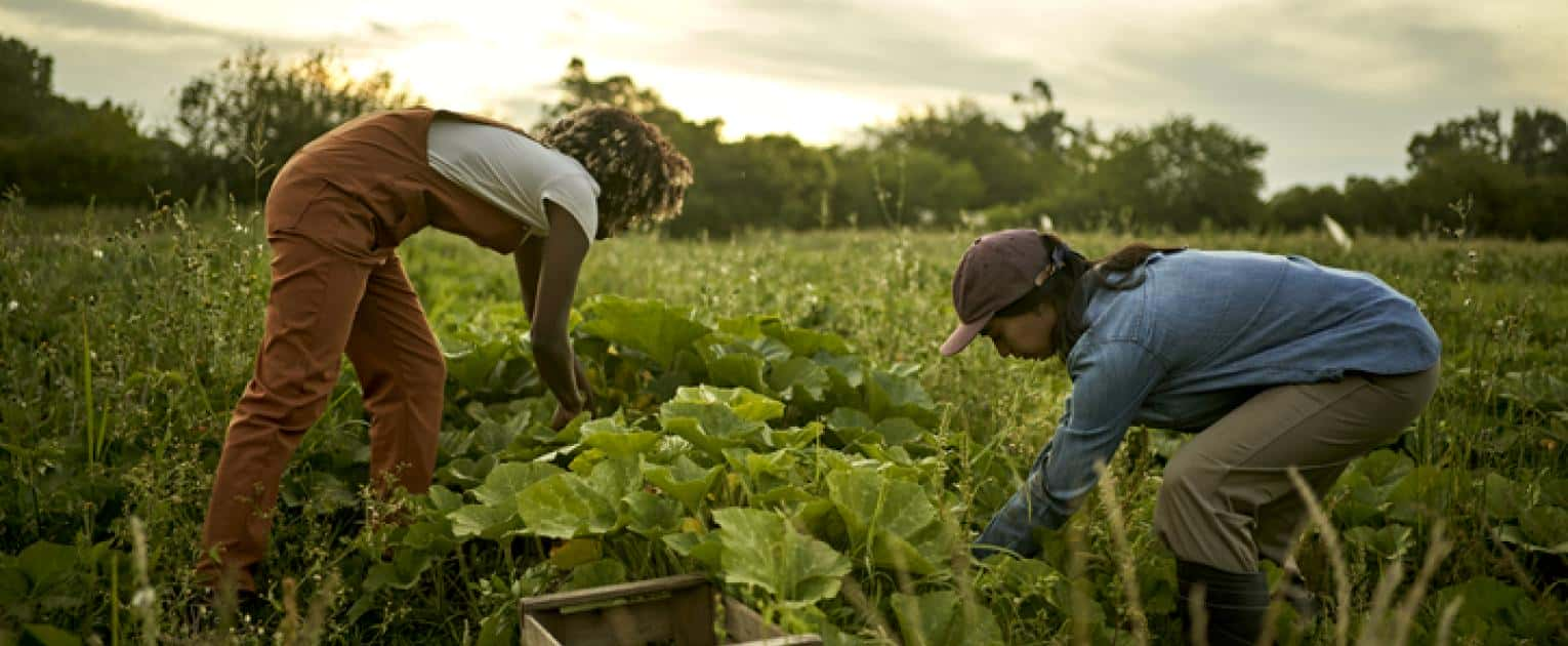 USDA Provides Additional Financial Assistance to Distressed Farm Loan Borrowers