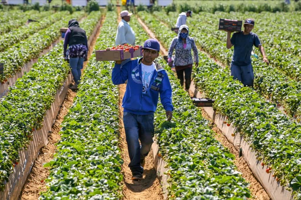 Farm and Food Workers Relief Program