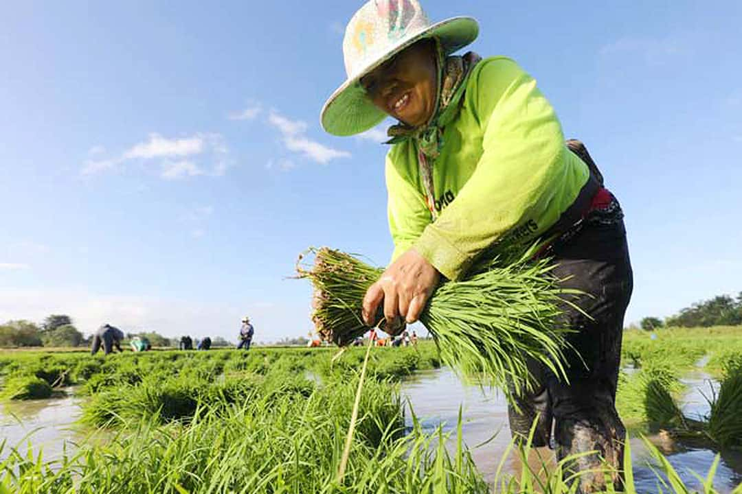 Rice Farmers