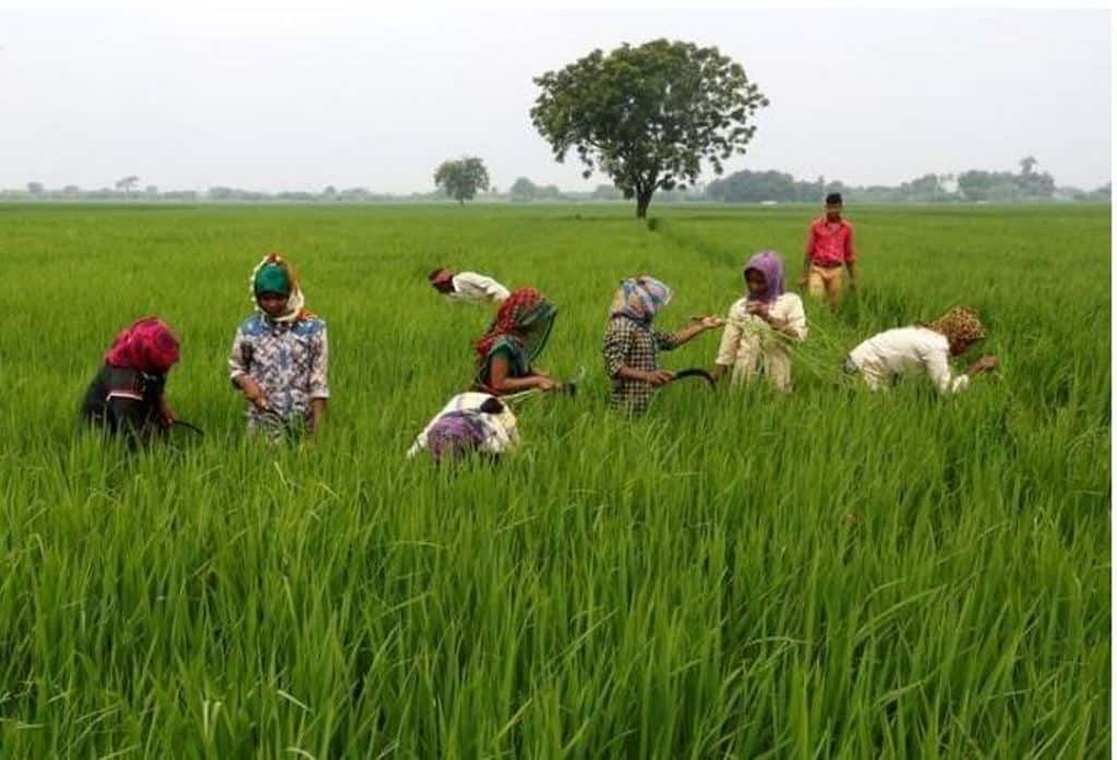 farmers