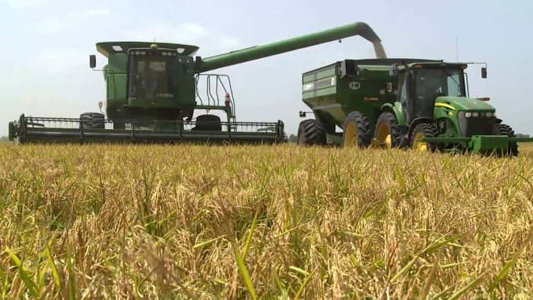 Rice Farmers