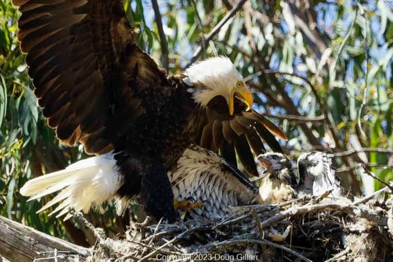 In California, a bald eagle kidnaps a young red-tailed hawk and keeps it as her own