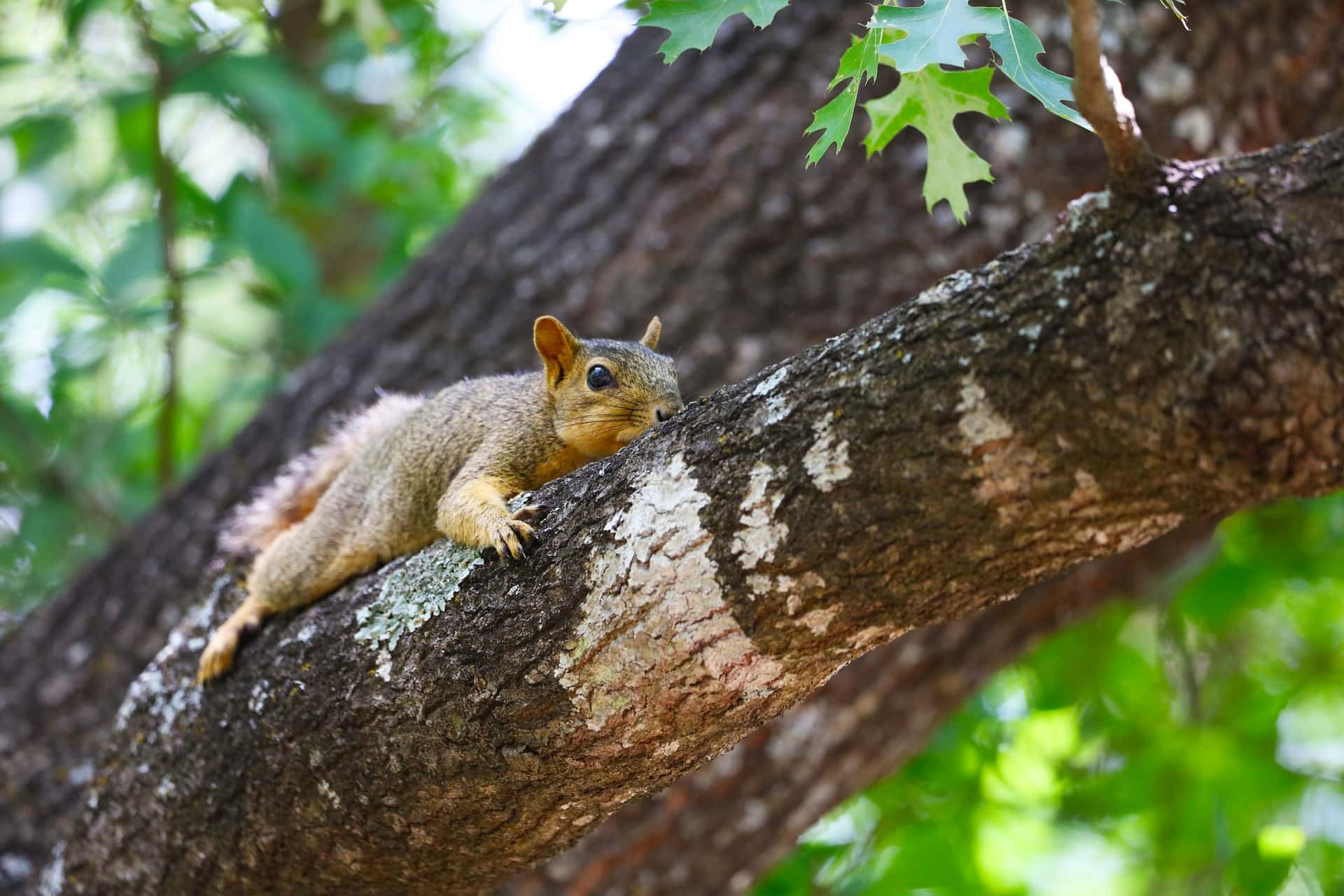 With the heat, Texas squirrels are once more splooting. This is what it indicates