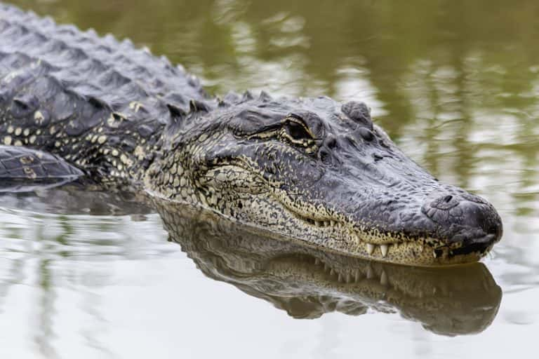 In the parking area of a Florida primary school, an MMA fighter defeats an alligator that was lurking