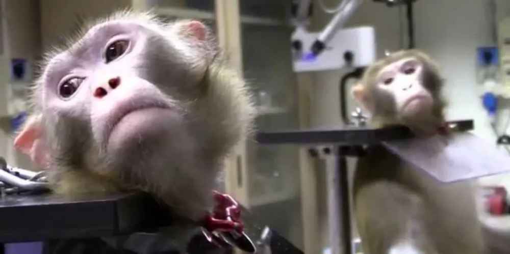 Global Monkey Torture Ring Exposed