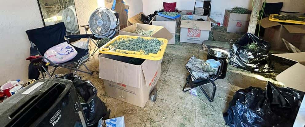 Smuggled People Working At Illicit Marijuana Operations In California Found