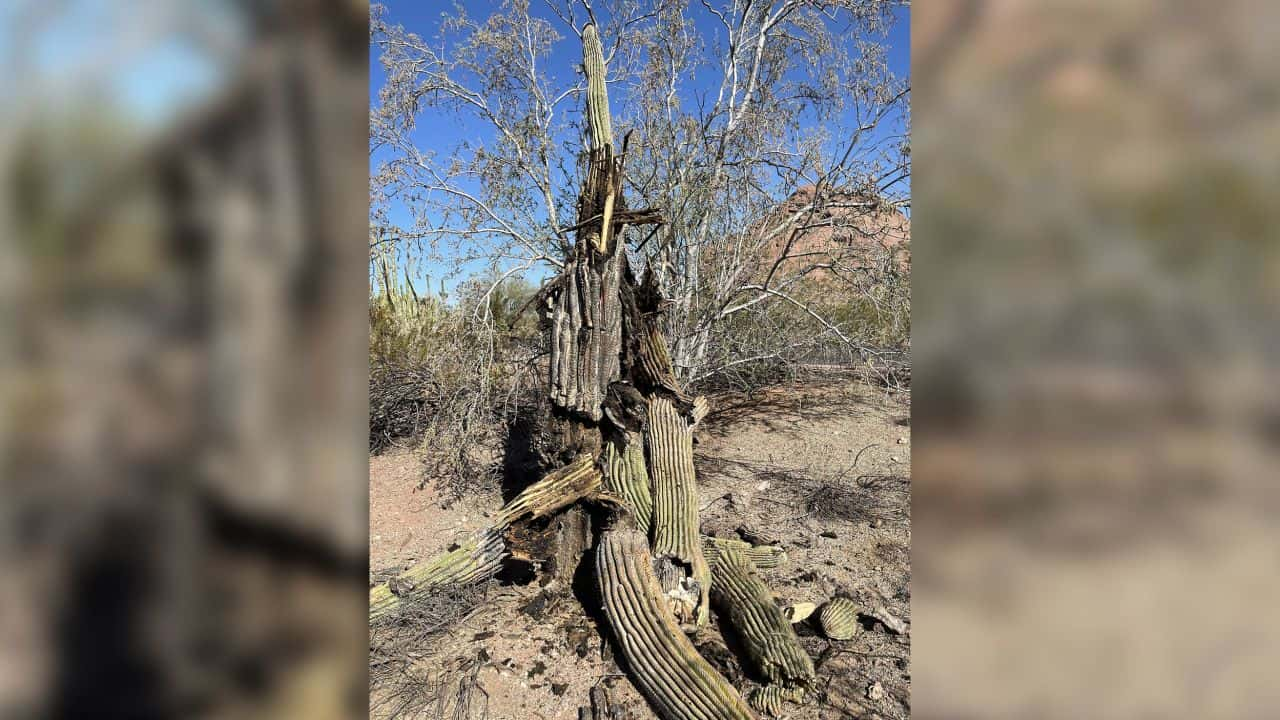 Arizona Cacti Are Dying In Botanical Garden Due To Heat!