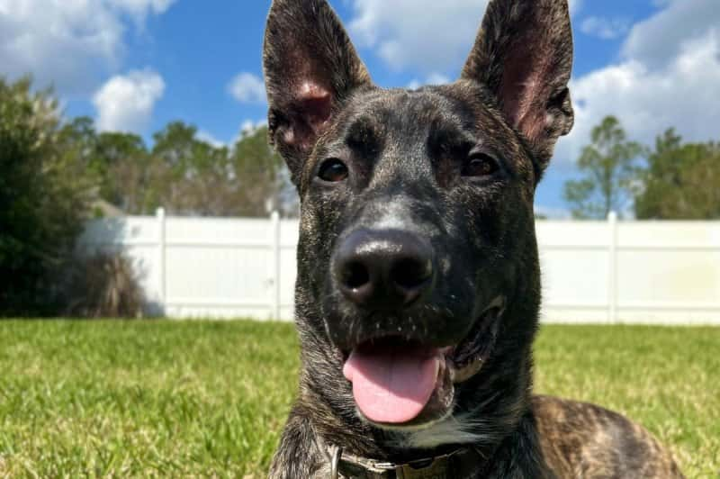 Florida Suspect Arrested for Shooting Neighbors' Dogs