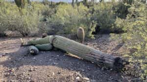 Arizona Cacti Are Dying Because Of Heat 