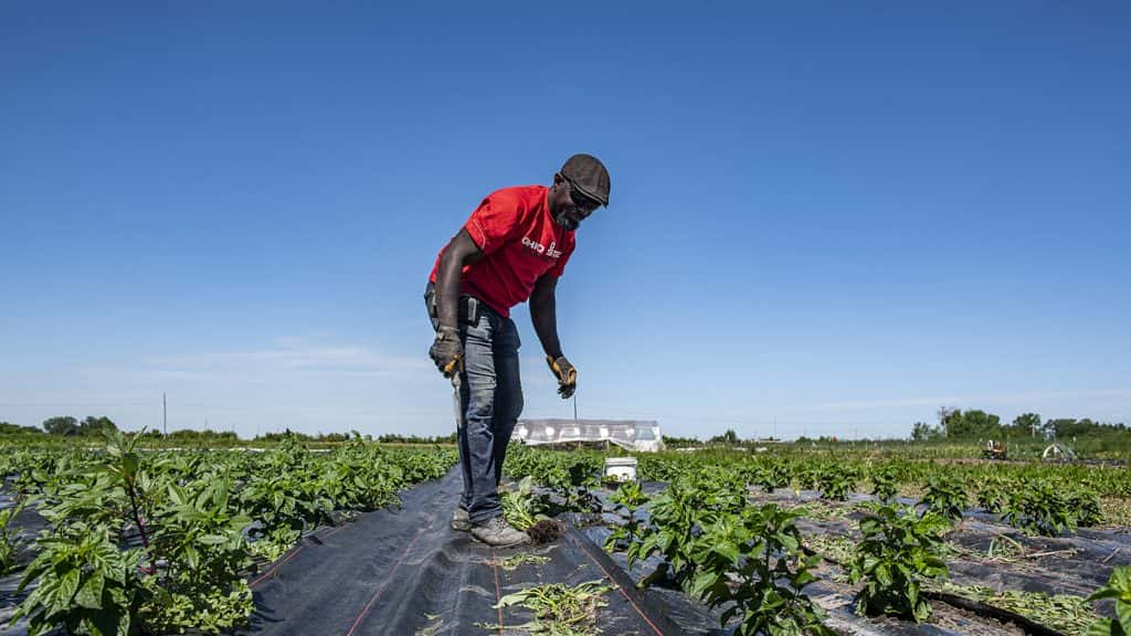 Black Farmers