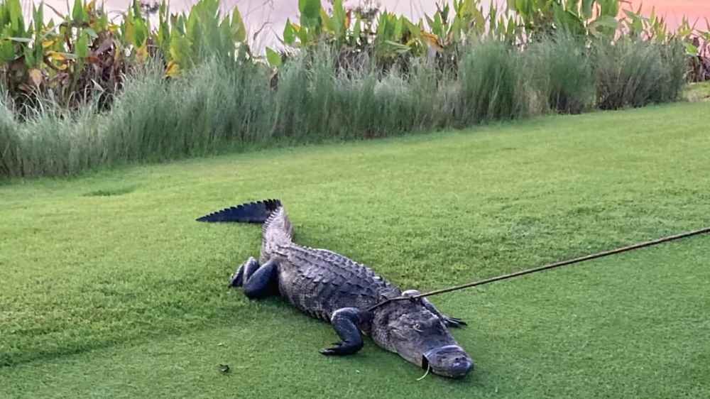 7-Foot Alligator in Florida