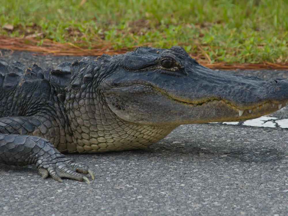 Alligator Collision