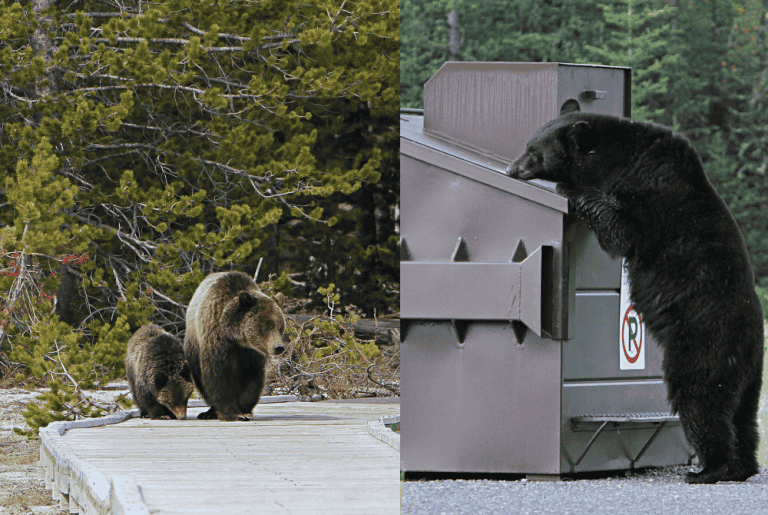 Black bears have been spotted once more in the Roswell neighborhood