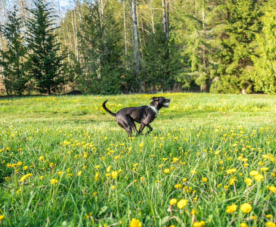 Sniffspot app: safe and private yards for dog owners to stroll their pups.