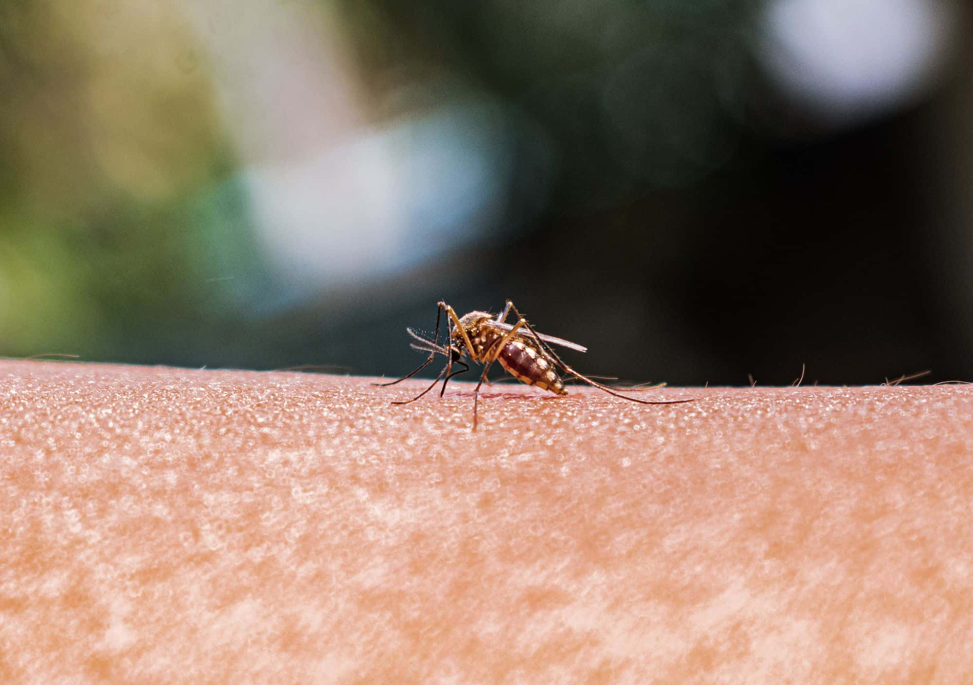 Rare Case of Locally Acquired Malaria Detected in Maryland’s National Capital Region