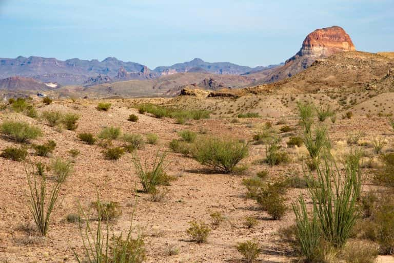 Find out about the seven most dangerous creatures in Texas deserts