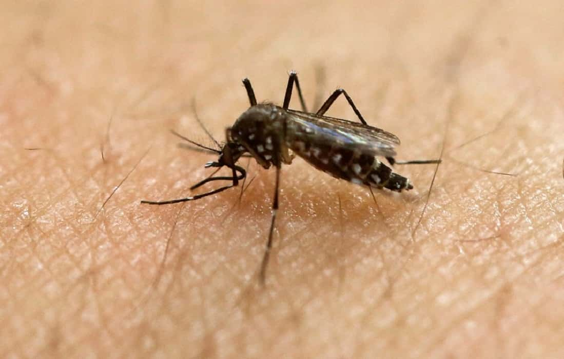 West Nile Virus 2023 Continues To Affect Colorado Following 3 Confirmed Deaths Among 66 Positive Cases