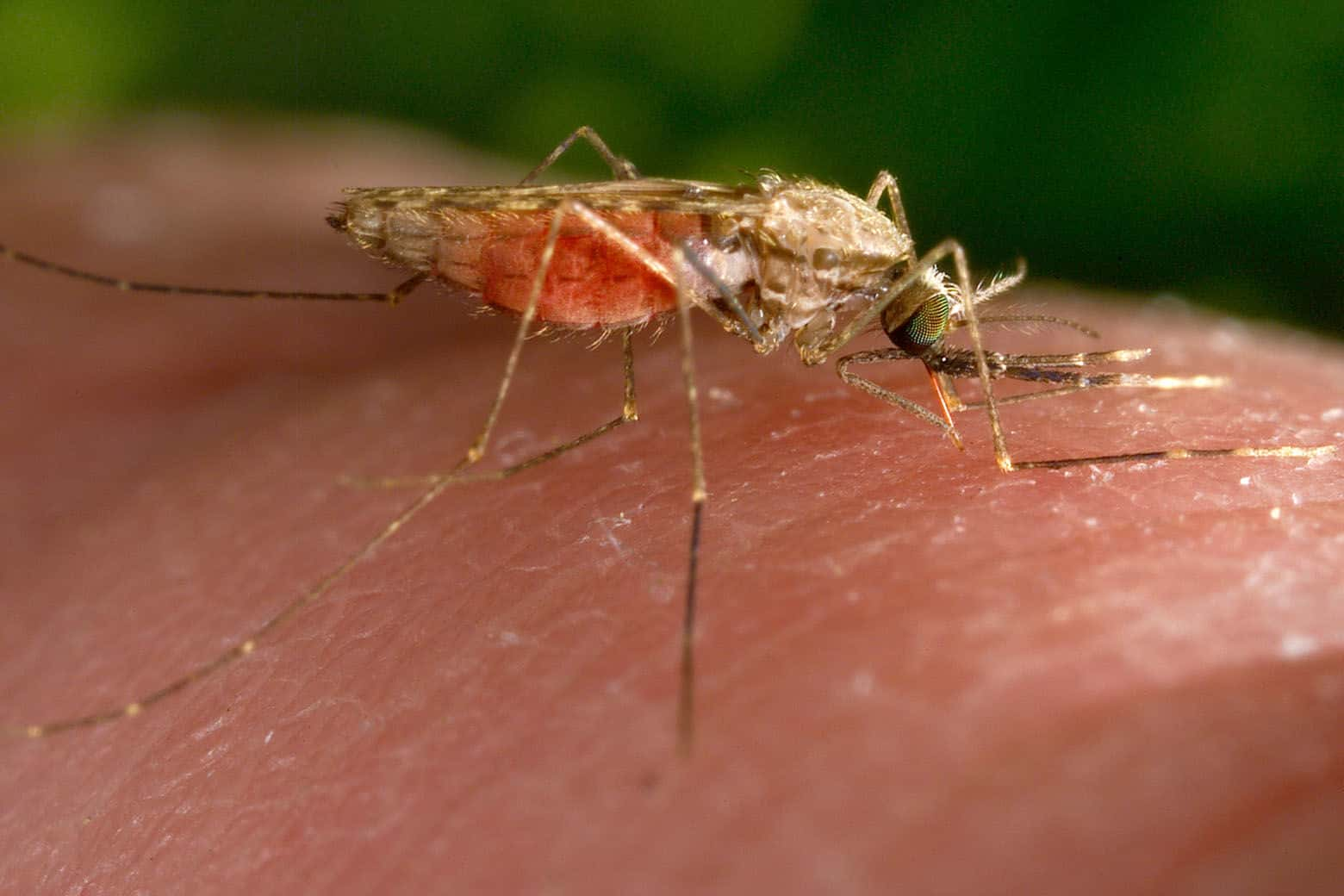 Rare Case of Locally Acquired Malaria