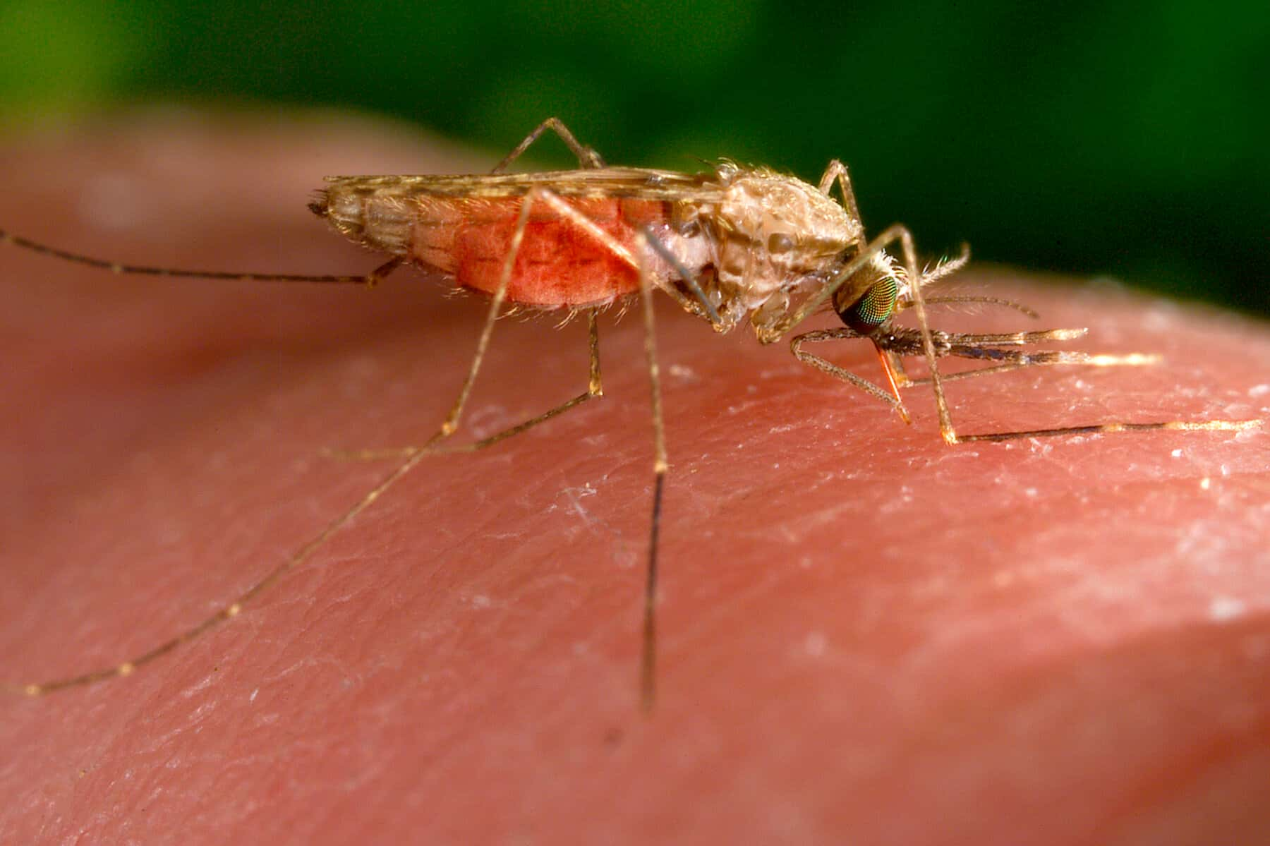 Locally Acquired Malaria Cases Increase As Domestic Flights Loosen After Pandemic