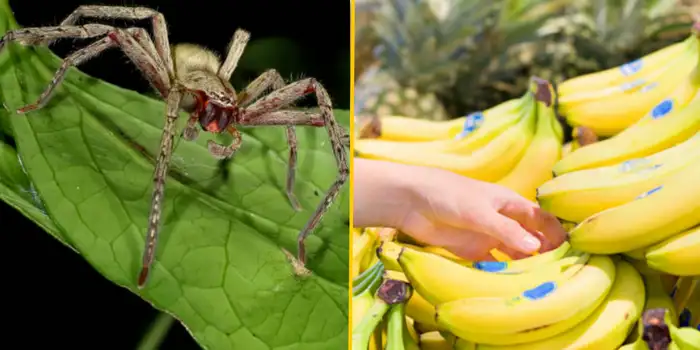 Spider that Can Cause Permanent Erections Closes Whole Supermarket