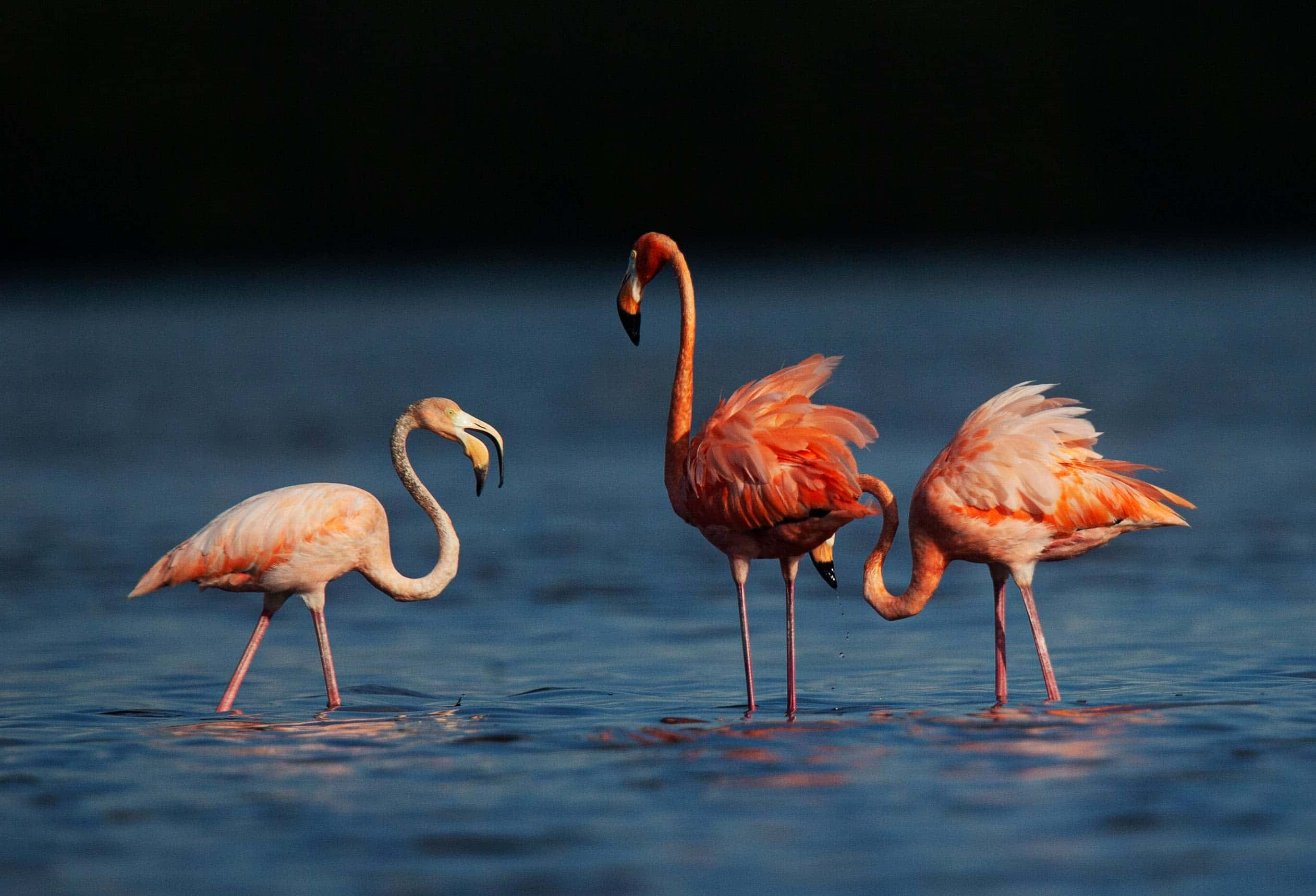 Flock of Flamingos Grace Ten States Following Idalia's Path