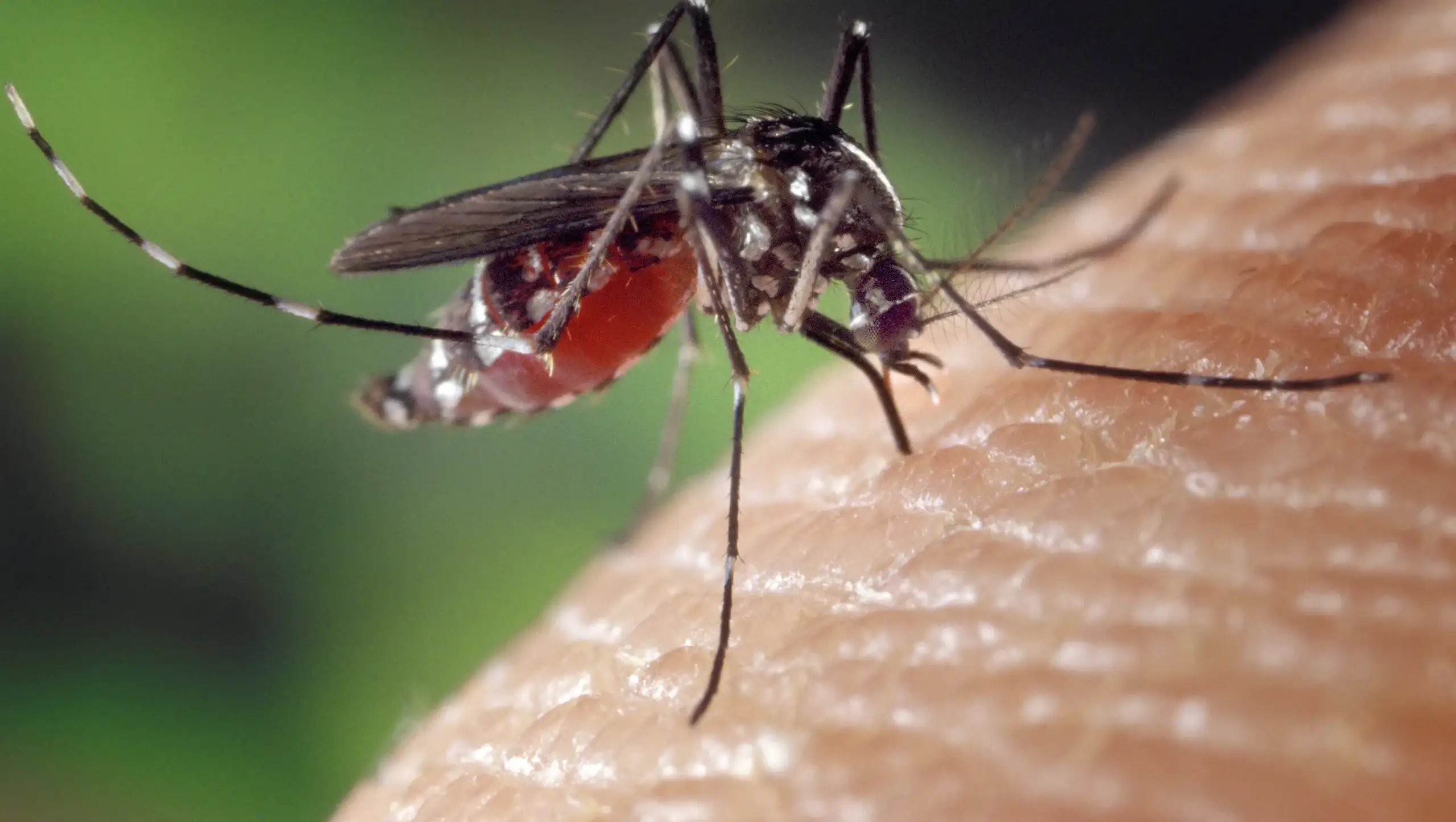 A Surge of Aedes Mosquitoes in California Sparks Concerns