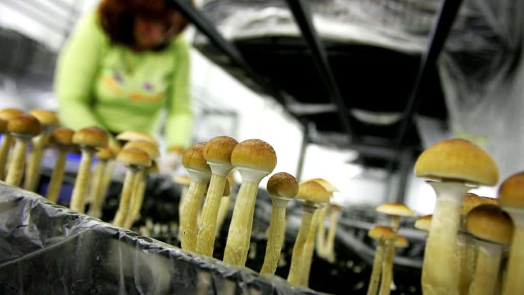 Magic Mushrooms Treatment