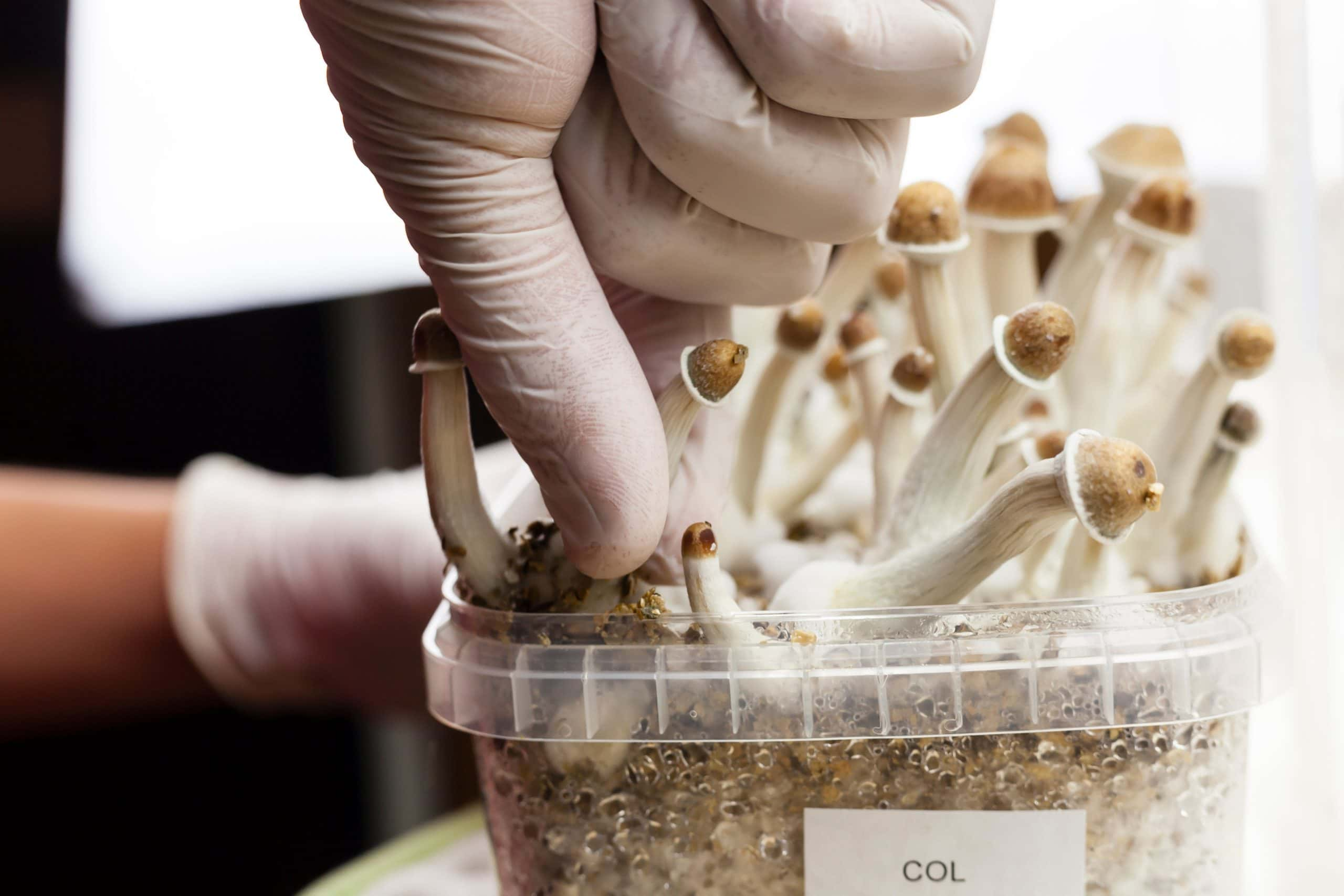 Magic Mushrooms Treatment