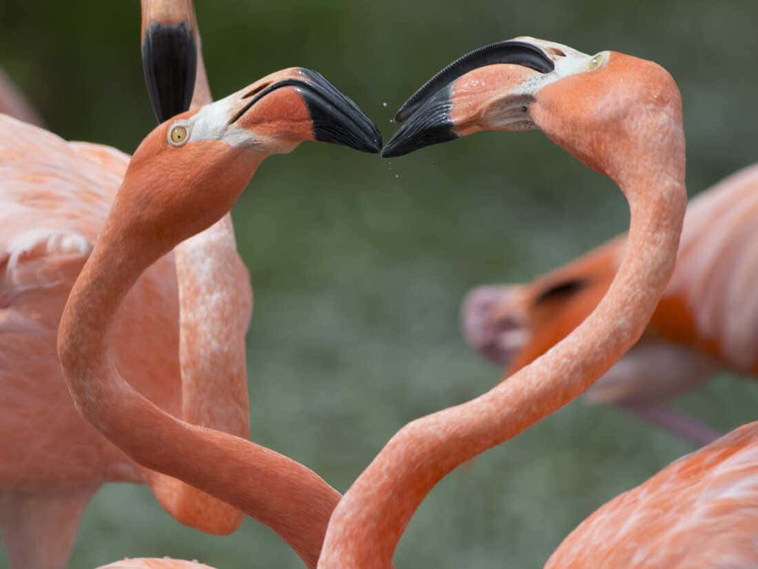 Flock of Flamingos Grace Ten States Following Idalia's Path