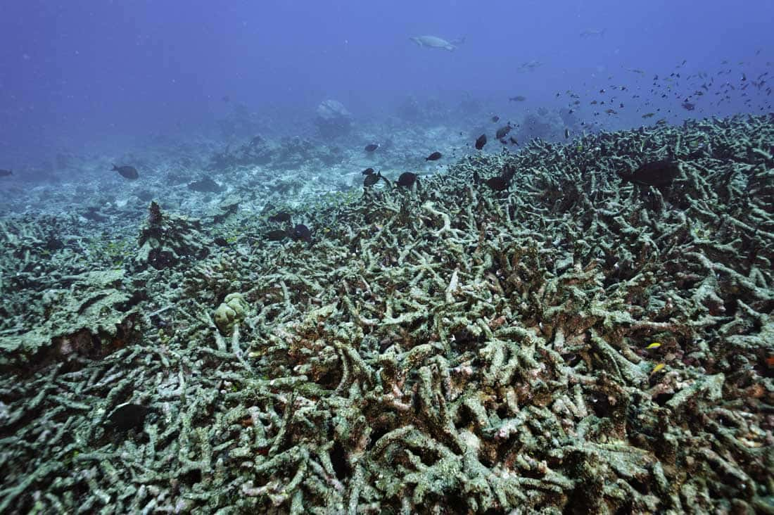 Coral Reef Bleaching Crisis in Florida and the Caribbean