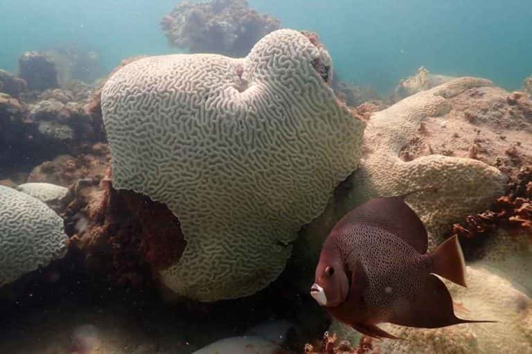 Coral Reef Bleaching Crisis in Florida and the Caribbean