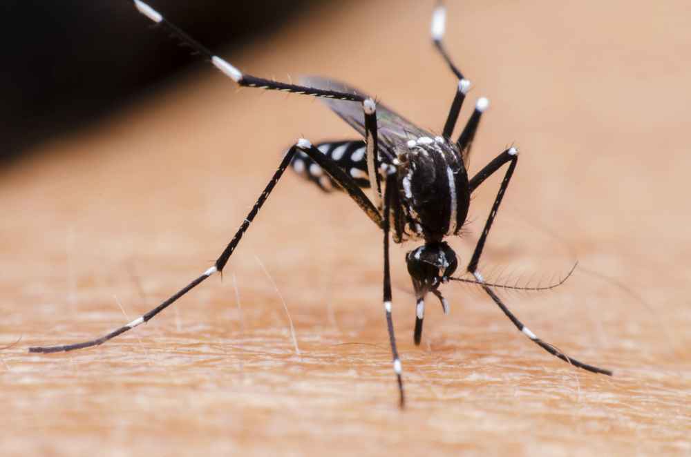 A Surge of Aedes Mosquitoes in California Sparks Concerns Over West Nile Virus Cases