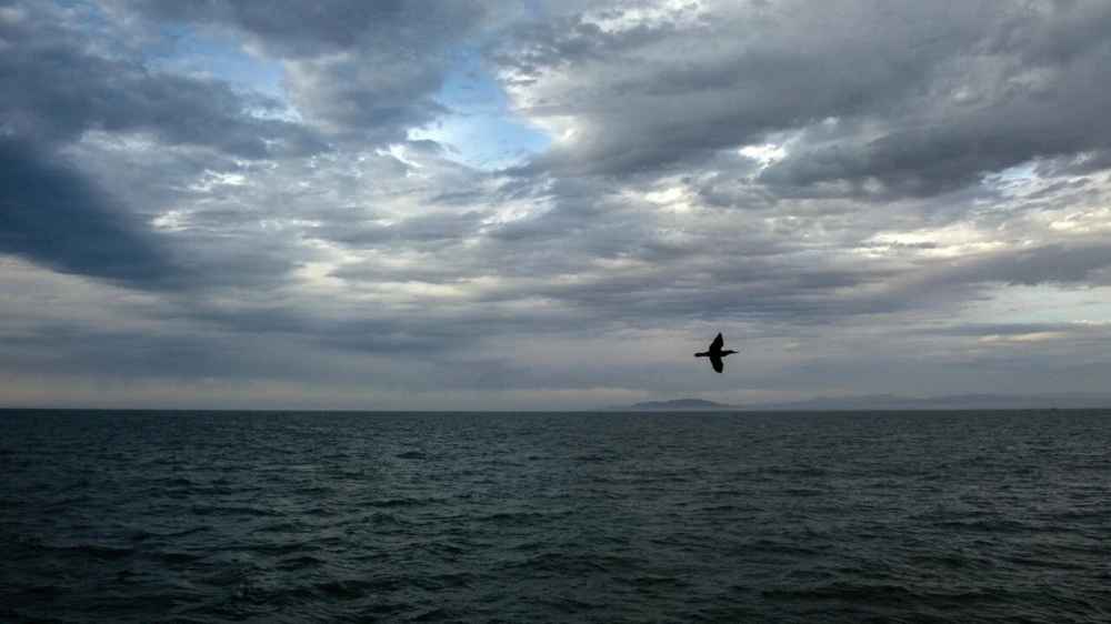 Ocean Heat Waves Trigger Seabird Die-offs