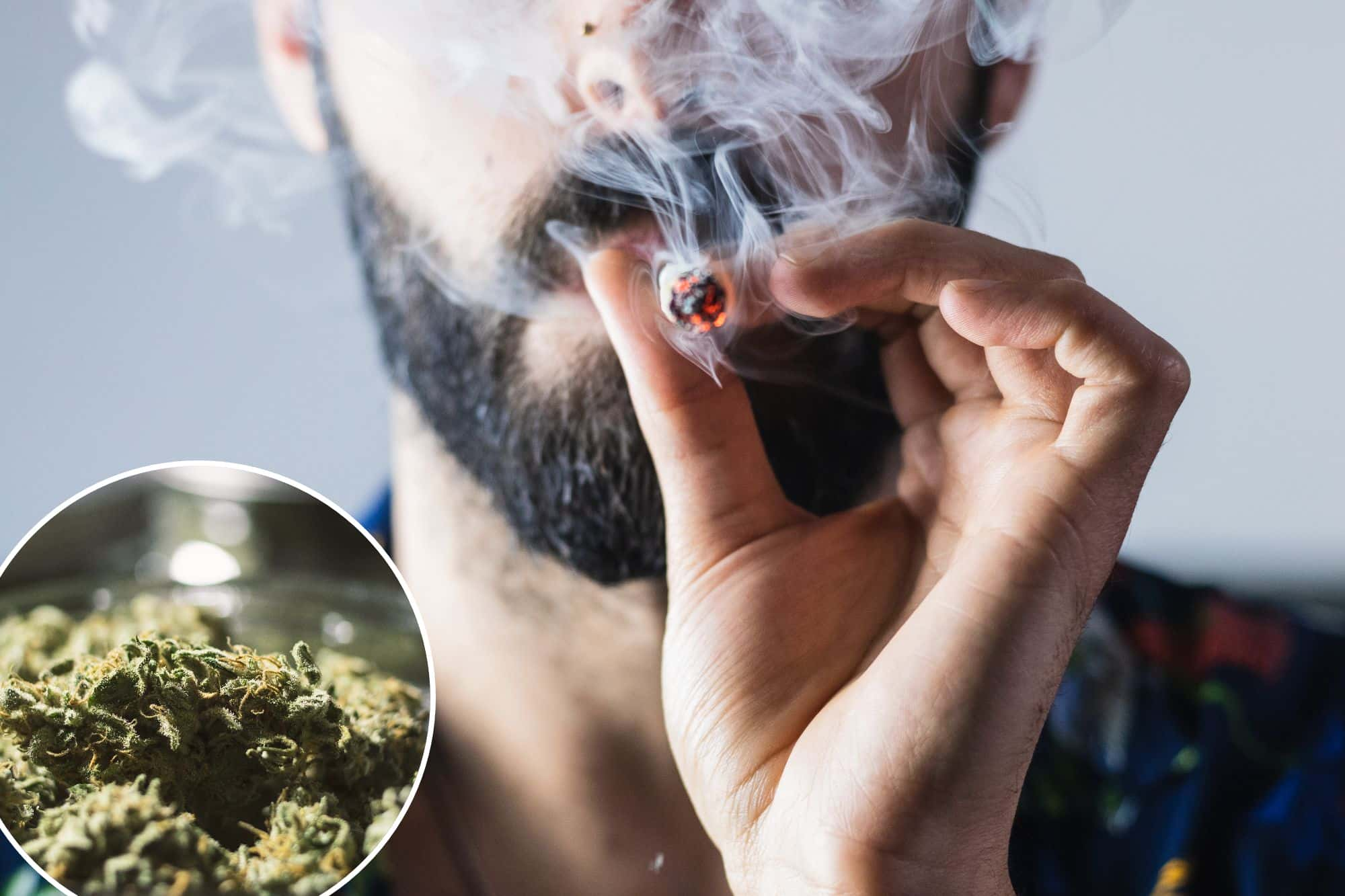 Frequent Marijuana Users Show Elevated Lead and Cadmium Levels