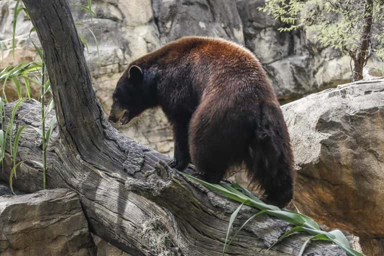 Many reports of bear sightings in the Houston area