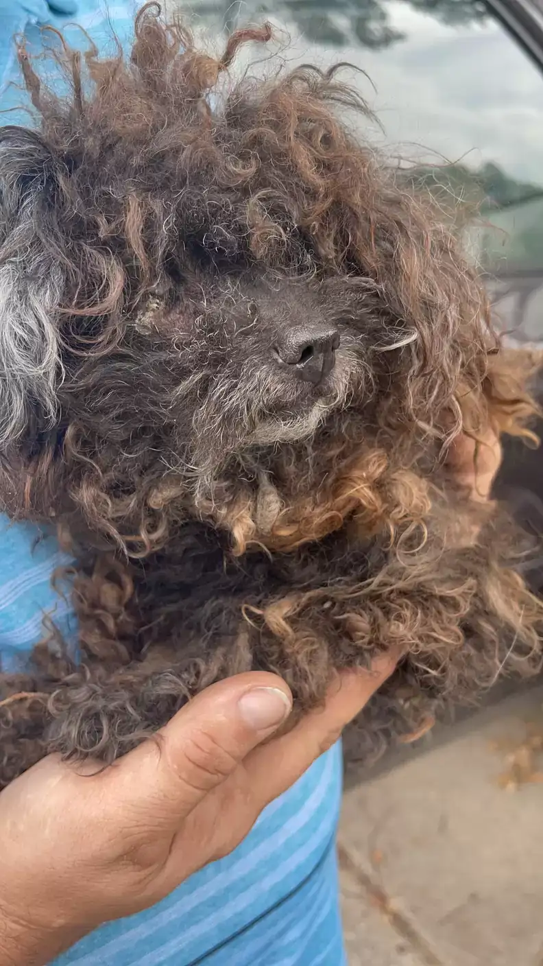 A woman sees a wig on the road, yet it ends up being quite different from what she expected