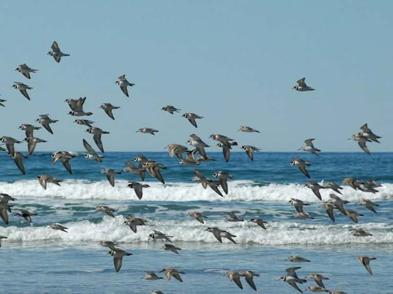 Ocean Heat Waves Trigger Seabird Die-offs