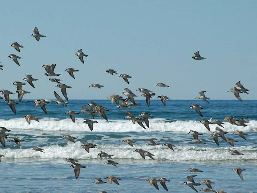 Ocean Heat Waves Trigger Seabird Die-offs along Pacific Coast