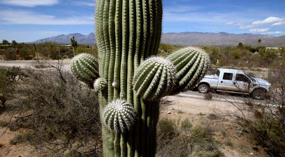 President of the Homeowners Association Leads Community Response to Cacti Theft