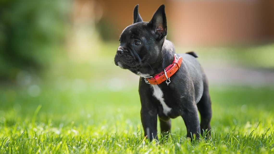 St. Louis Burglary Unleashes Horror: Puppy Thrown from Third-Floor Window