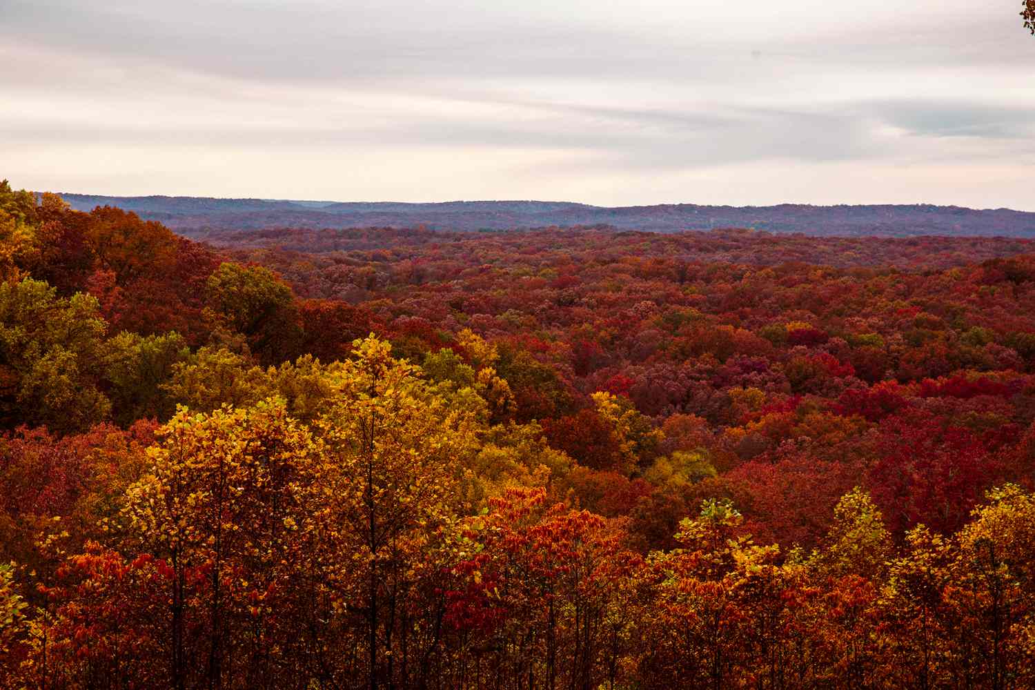 US Fall Foliage Delights Nature Enthusiasts with Spectacular Autumn Colors Across the Nation