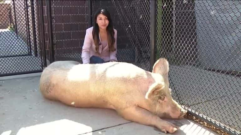 400-Pound Pig Fred