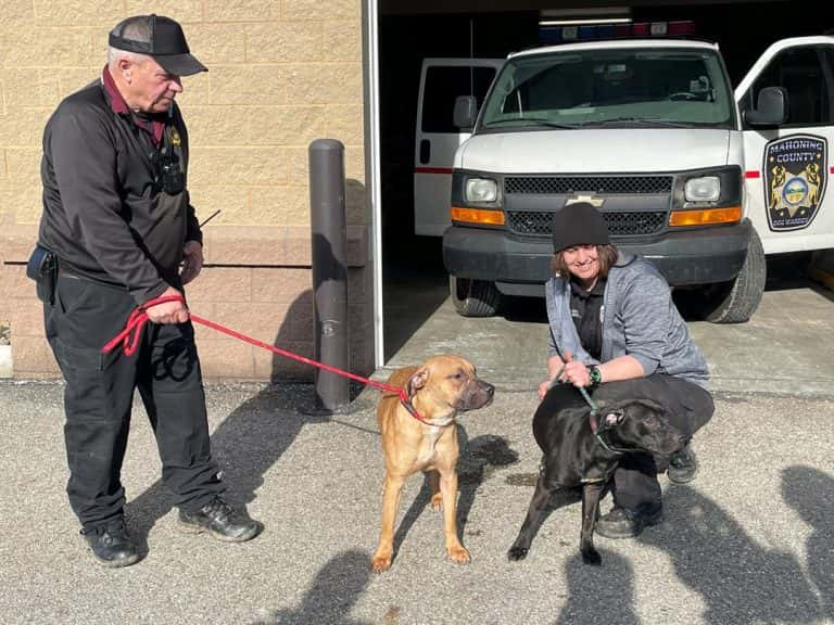 Mahoning County Dog Pound Pampers Pups with Thanksgiving Feast and Festivities