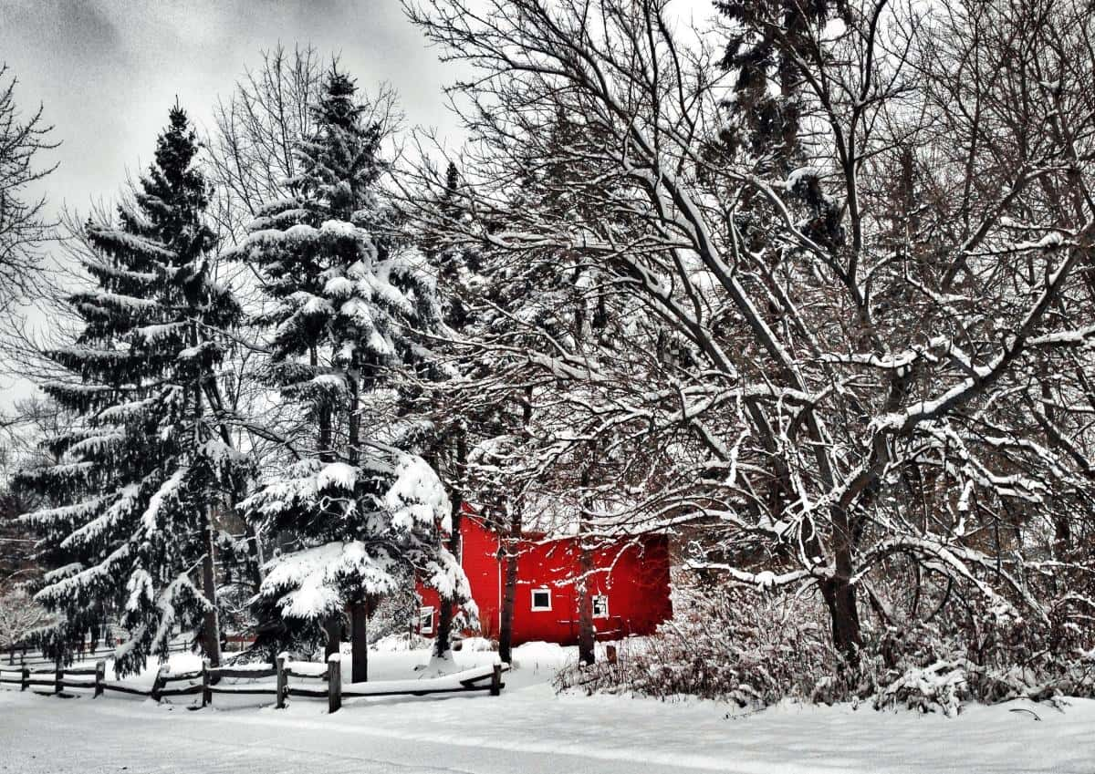 Anticipation Grows for White Christmas 2023 Amidst El Niño Influence and Meteorological Forecasts