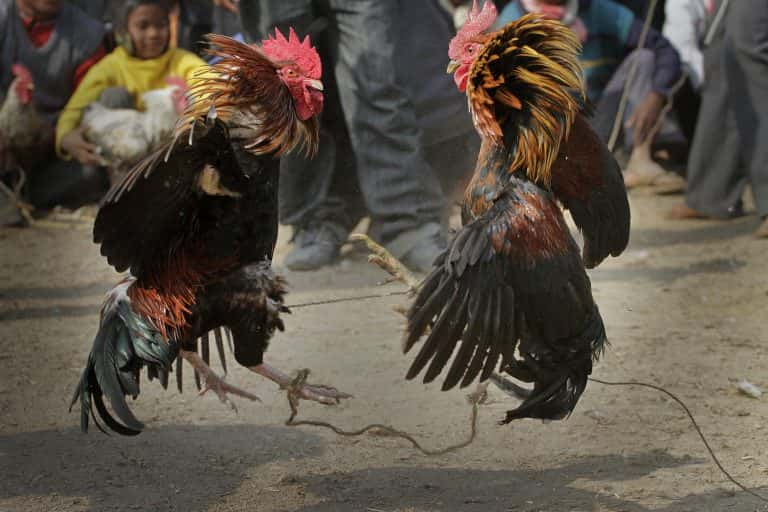 Illegal Texas Cockfighting