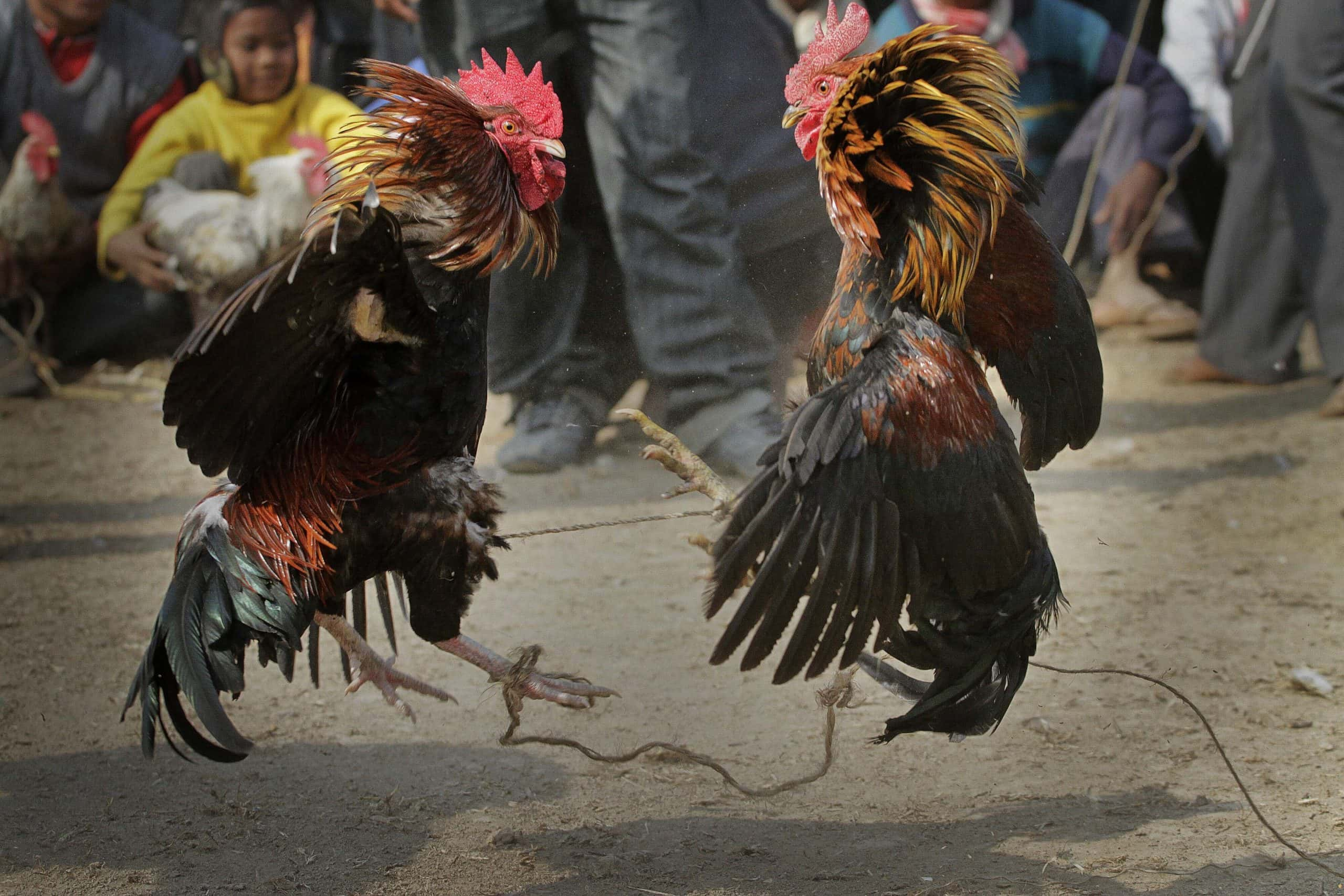 Texas Cockfighting With Up To 300 Attendees Halted After Authorities Discovered Their Location; 19 Arrested While Others Still At Large