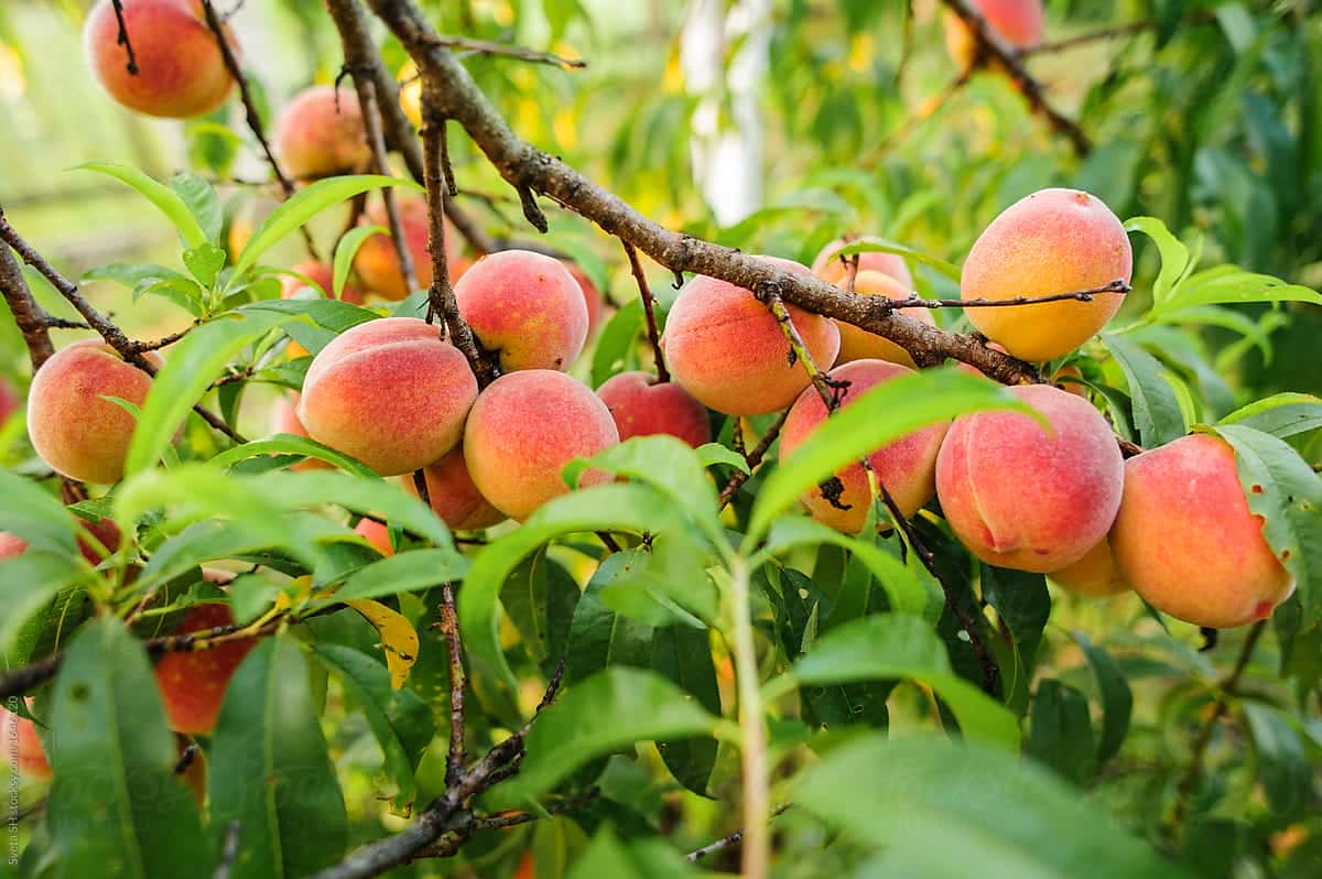 Deadly Listeria Outbreak Continues To Infect People Resulting In 1 Death, 10 Hospitalizations After Eating Peaches And Plums