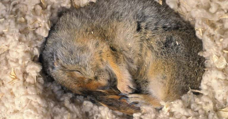 Arctic Ground Squirrels Unveil Insights for Human Brain Health in Pioneering Study